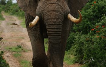 Wallpaper Gray Elephant Walking Beside Green Plants During Daytime