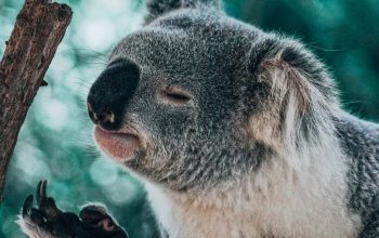 Wallpaper Koala Bear Smelling Foot