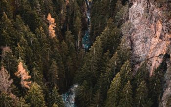 Wallpaper River Traversing Forest During Daytime