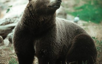 Wallpaper Grizzly Bear