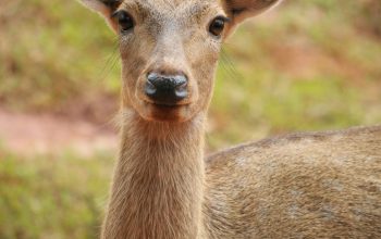 Wallpaper Selective Focus Photography of Brown Deer