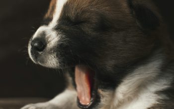 Wallpaper Yawning White and Brown Short-Coated Puppy