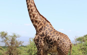Wallpaper Giraffe Standing on Green Grass During Daytime