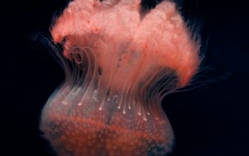 Wallpaper Selective Focus Black and Red Jellyfish