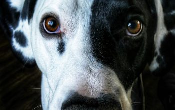 Wallpaper Short-Coat Black and White Dog