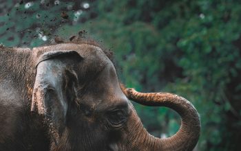 Wallpaper Brown Elephant