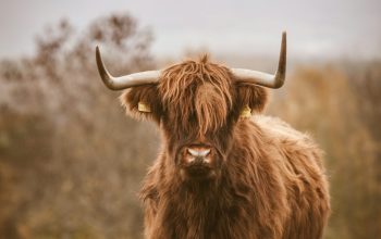 Wallpaper Brown Bull