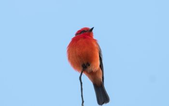 Wallpaper Red Bird Under White Sky