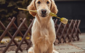Wallpaper Yellow Labrador Retriever Biting Yellow Tulip