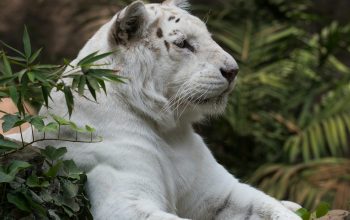 Wallpaper White Lion Sitting on Green-Leafed Plants
