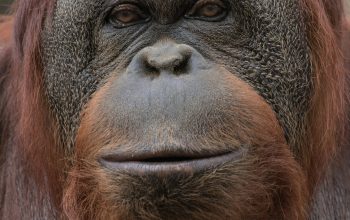 Wallpaper Brown Monkey