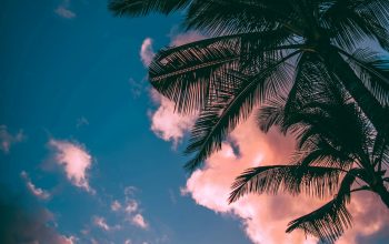 Wallpaper Low-Angle Palm Trees