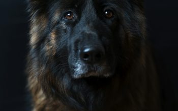 Wallpaper Black and Tan Belgian Dog