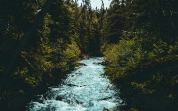 Wallpaper River Between Forest