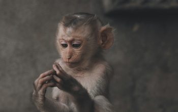 Wallpaper Monkey Sitting on Floor