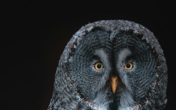 Wallpaper Gray Owl on Black Background