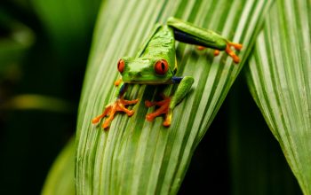 Wallpaper Green Frog on Green Leaf
