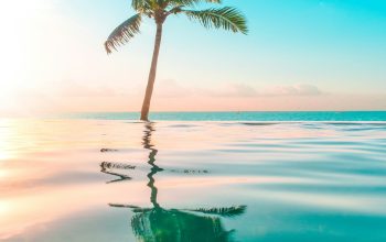Wallpaper Infinity Pool in Front of Coconut Tree