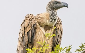 Wallpaper Brown Falcon on Tree