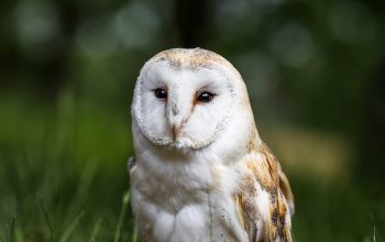 Wallpaper White and Brown Owl on Grassy Field