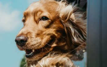 Wallpaper Golden Retriever in Car
