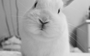 Wallpaper Rabbit on Polka-Dot Fabric