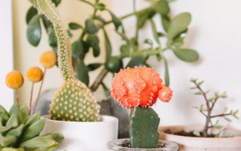 Wallpaper Green Cactus Plants