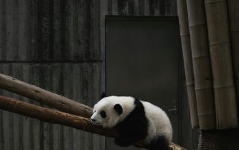 Wallpaper White and Black Panda