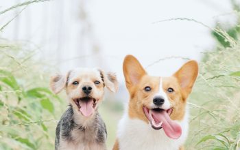 Wallpaper White and Brown Corgi Beside Brown Dog