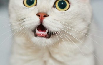 Wallpaper White Kitten