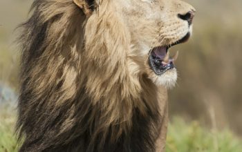 Wallpaper Adult Lion on Grass Field