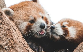 Wallpaper Two Red Pandas