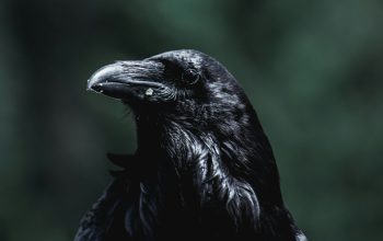 Wallpaper Black Crow Facing Sideways