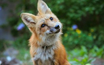Wallpaper Orange Fox