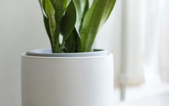 Wallpaper Green Leafed Plant in Pot