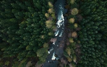 Wallpaper Trees in Forest