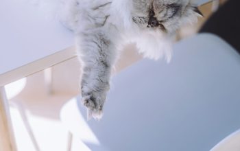 Wallpaper Long-Fur White Cat