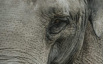 Wallpaper Grey Elephant Close-Up Photography