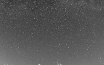 Wallpaper Grayscale Trees Under Starry Sky