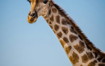 Wallpaper Brown Giraffe Focus Photography