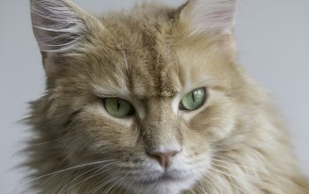 Wallpaper Shallow Focus Orange Cat