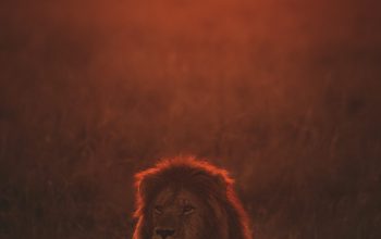 Wallpaper Lion on Green Grass During Golden Hour