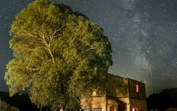 Wallpaper House Beside Tree