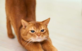 Wallpaper Orange Cat Stretching on White Surface