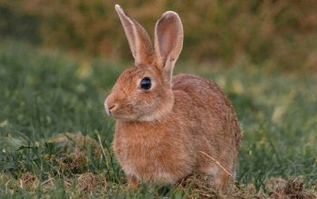 Wallpaper Brown Hare on Grass Field