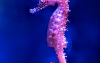 Wallpaper Purple Seahorse