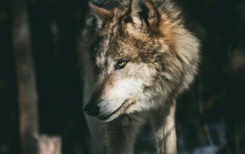 Wallpaper Brown and White Wolf
