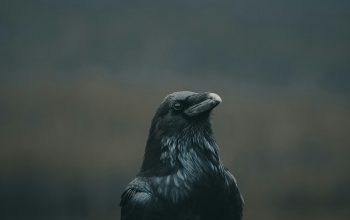 Wallpaper Black Bird Close Up Photography