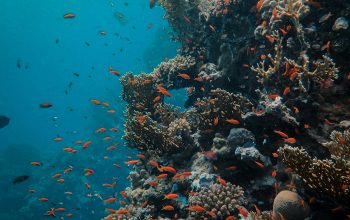 Wallpaper Orange Fish