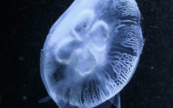 Wallpaper White Jellyfish